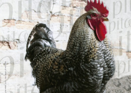 Pita, pita, pita, los animales de corral