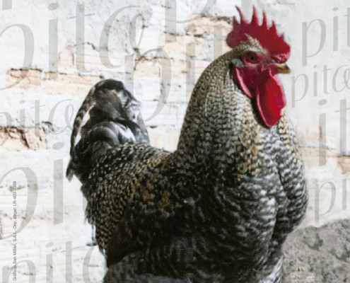 Pita, pita, pita, los animales de corral